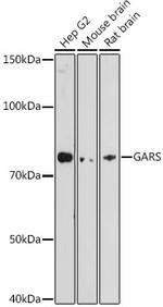 GARS Antibody in Western Blot (WB)