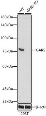 GARS Antibody in Western Blot (WB)