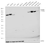 SR-BI Antibody in Western Blot (WB)