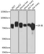 SR-BI Antibody in Western Blot (WB)