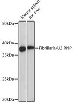 Fibrillarin Antibody in Western Blot (WB)