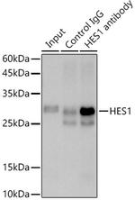 HES1 Antibody in Immunoprecipitation (IP)