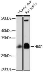 HES1 Antibody in Western Blot (WB)