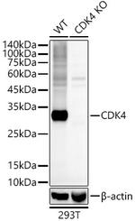 CDK4 Antibody in Western Blot (WB)