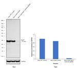 HSP27 Antibody in Western Blot (WB)