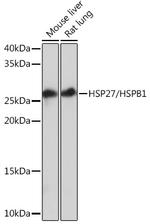 HSP27 Antibody in Western Blot (WB)