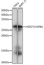 HSP27 Antibody in Western Blot (WB)