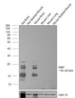 MBP Antibody in Western Blot (WB)