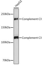 Complement C3 Antibody in Western Blot (WB)
