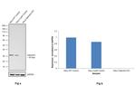 Galectin 3 Antibody