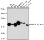 Galectin 3 Antibody in Western Blot (WB)