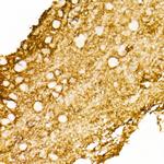 Aquaporin 4 Antibody in Immunohistochemistry (Paraffin) (IHC (P))