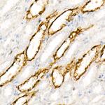 Aquaporin 4 Antibody in Immunohistochemistry (Paraffin) (IHC (P))