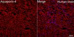 Aquaporin 4 Antibody in Immunohistochemistry (Paraffin) (IHC (P))