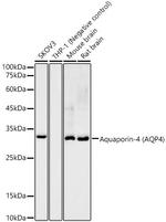 Aquaporin 4 Antibody in Western Blot (WB)