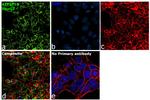 ATP Synthase beta Antibody in Immunocytochemistry (ICC/IF)