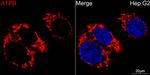 ATP Synthase beta Antibody in Immunocytochemistry (ICC/IF)