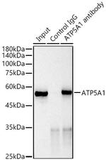 ATP5A1 Antibody in Immunoprecipitation (IP)