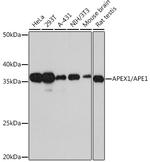 APE1 Antibody in Western Blot (WB)