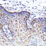 Angiopoietin 2 Antibody in Immunohistochemistry (Paraffin) (IHC (P))