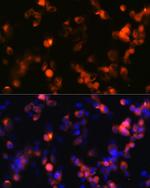 GluR2 Antibody in Immunocytochemistry (ICC/IF)