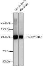 GluR2 Antibody in Western Blot (WB)