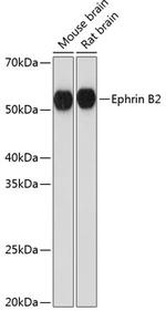 Ephrin B2 Antibody in Western Blot (WB)