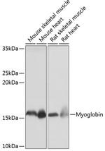 Myoglobin Antibody in Western Blot (WB)