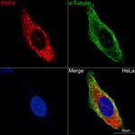 BMP4 Antibody in Immunocytochemistry (ICC/IF)