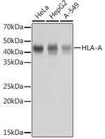 HLA-A Antibody in Western Blot (WB)