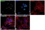 GM130 Antibody in Immunocytochemistry (ICC/IF)