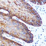 GM130 Antibody in Immunohistochemistry (Paraffin) (IHC (P))