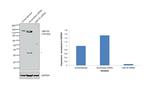 GM130 Antibody in Western Blot (WB)