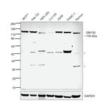 GM130 Antibody in Western Blot (WB)