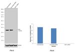 CDK1 Antibody in Western Blot (WB)