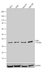 CDK1 Antibody in Western Blot (WB)