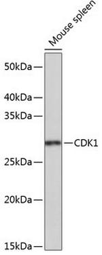 CDK1 Antibody in Western Blot (WB)