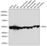 ENO1 Antibody in Western Blot (WB)