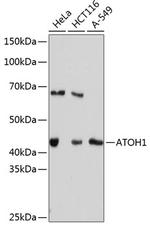 ATOH1 Antibody in Western Blot (WB)