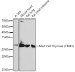 Mast Cell Chymase Antibody in Western Blot (WB)