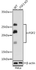 FGF2 Antibody in Western Blot (WB)