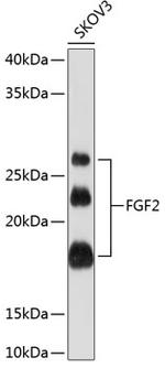 FGF2 Antibody in Western Blot (WB)