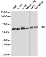 LOX Antibody in Western Blot (WB)