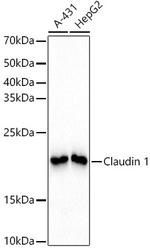 Claudin 1 Antibody in Western Blot (WB)