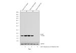 Claudin 1 Antibody in Western Blot (WB)