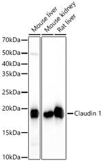 Claudin 1 Antibody in Western Blot (WB)