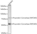 PCSK9 Antibody in Western Blot (WB)