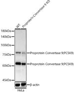 PCSK9 Antibody in Western Blot (WB)