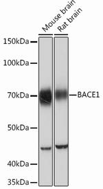 BACE1 Antibody in Western Blot (WB)