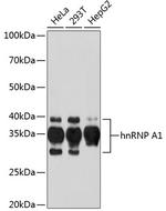 hnRNP A1 Antibody in Western Blot (WB)